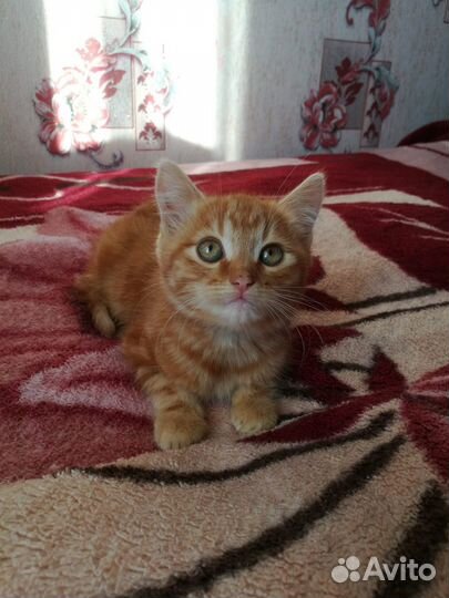 Котенок мальчик в дар