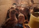 Цыплята породных кур