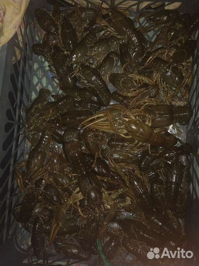 Живые раки