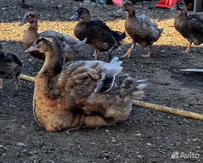 Руанская утка