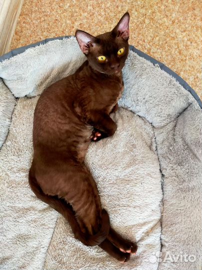 Кот девон-рекс