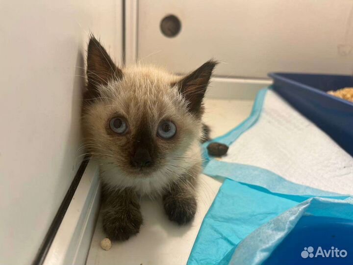 Бездомный тайский котенок Шрек ищет семью