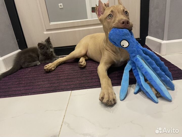 Американский питбультерьер