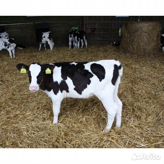 Телята бычки