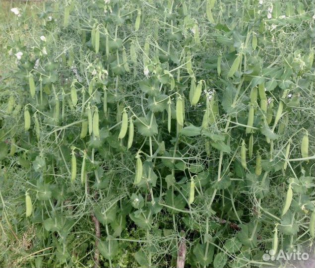 Семена гороха 4 вида