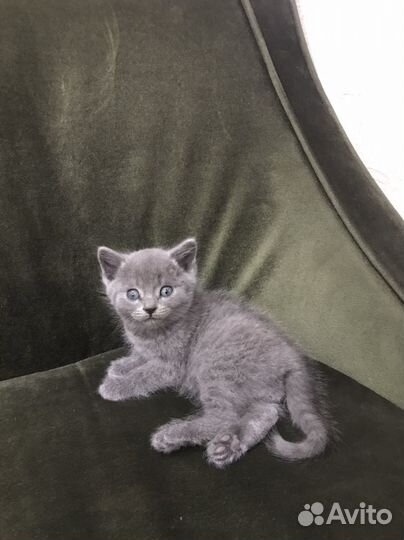 Котята от британки