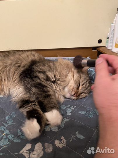 Массаж кисточками кота/кошки
