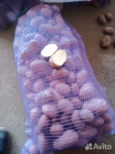 Картофель оптом. Сорт Мемфис