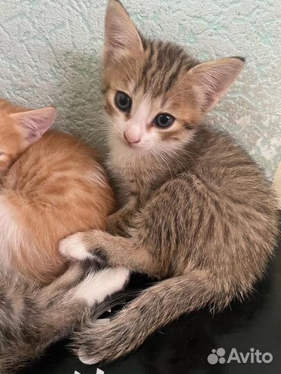 Котятки в добрые руки