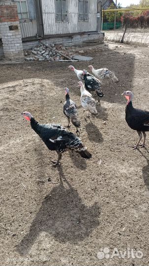 Продам индюков