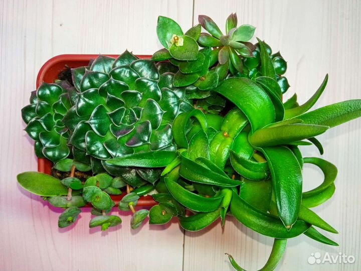 Набор суккулентов