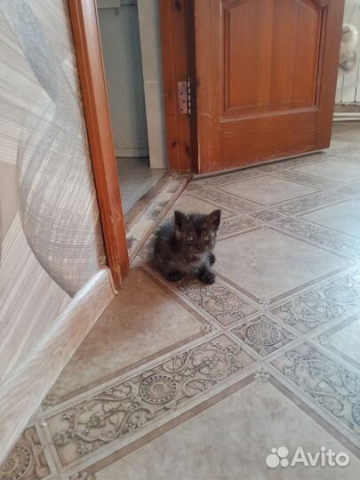 Отдам котёнка в добрые руки