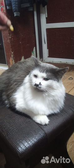 Коты бесплатно