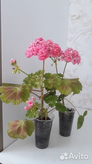 Пеларгония герань