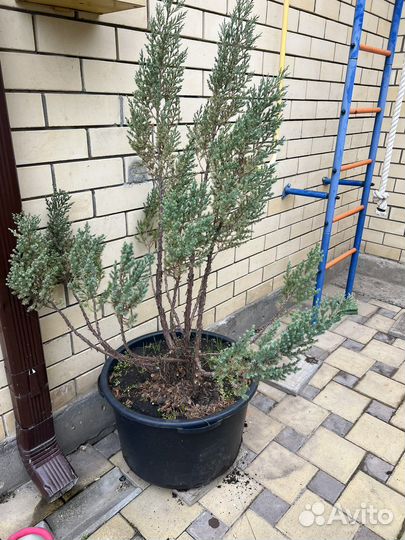 Можжевельник стрикта, бонсай