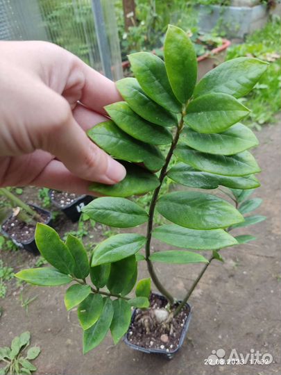 Замиокулькас