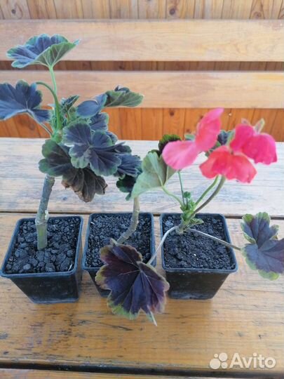 Пеларгония зональная шоколадница коралловая