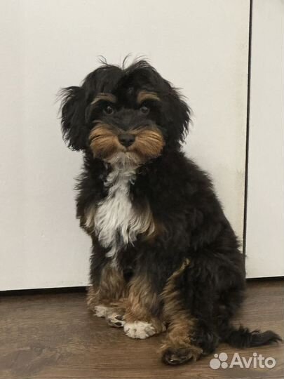 Продам щенка