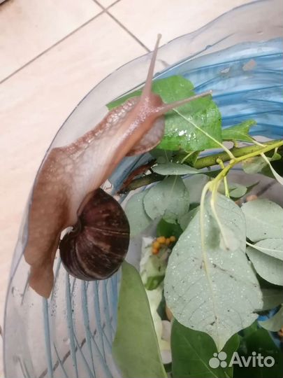 Улитки ахатины