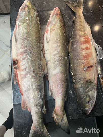 Кета осенняя псг (умз)