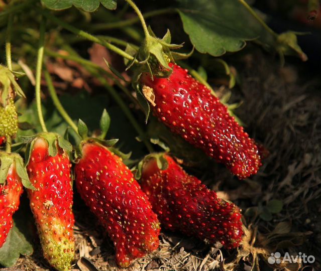 Саженцы клубники Купчиха в ящиках