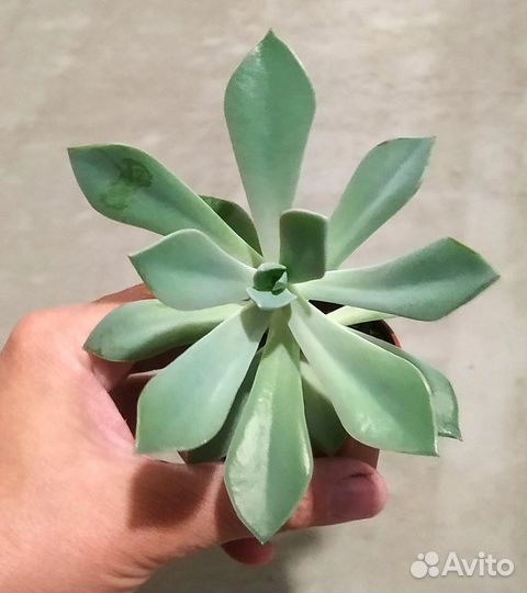 Суккуленты