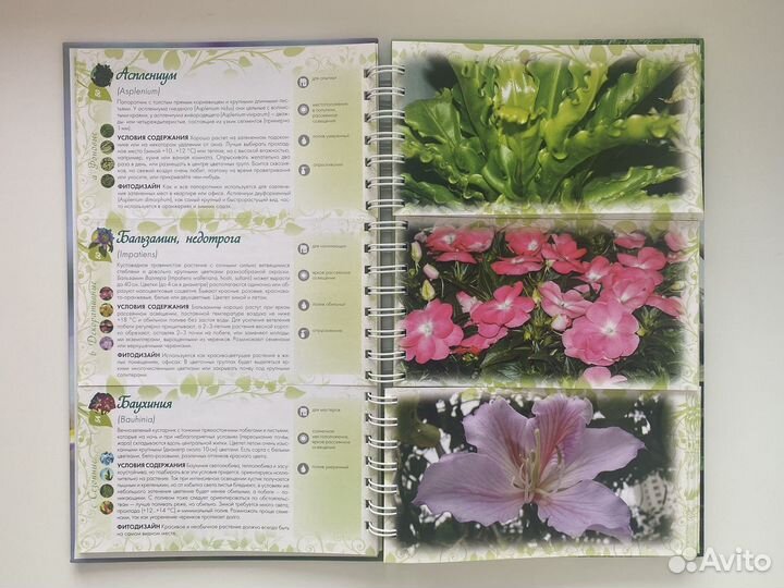 Книга «Лучшие комнатные цветы» авт. Волкова Е. А