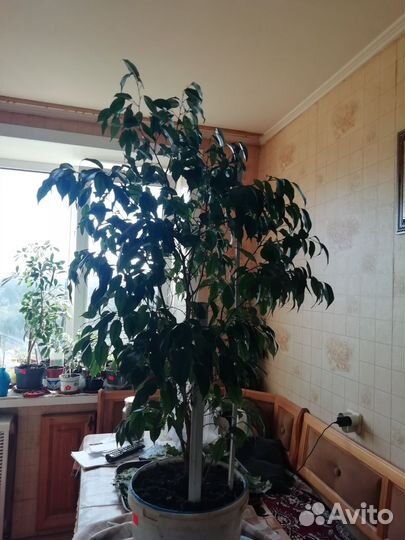 Фикус бенджамина