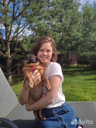 Выгул собак