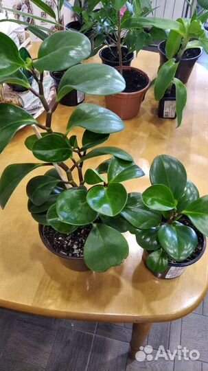 Цветы комнатные