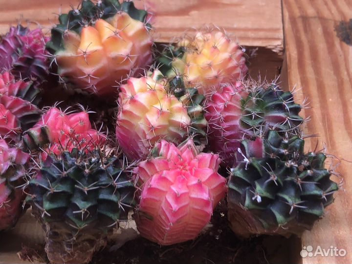 Кактус Гимнокалициум Вариегата