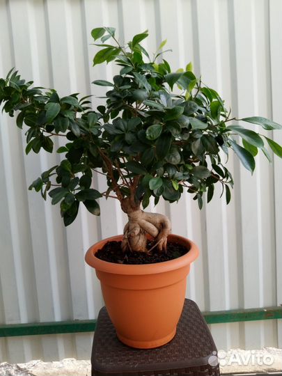 Комнатное дерево бонсай
