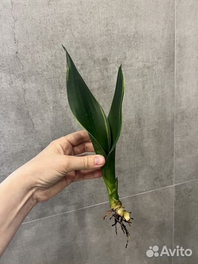 Сансевиерии сортовые