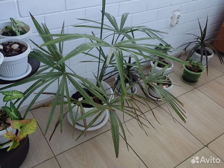 Пальма трахикарпус