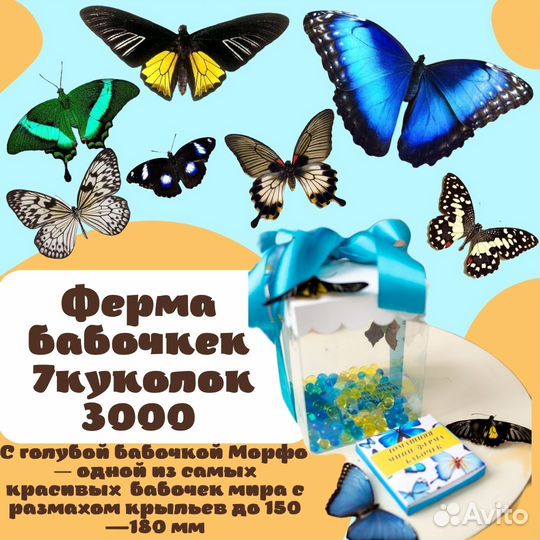 Ферма для выращивания бабочек