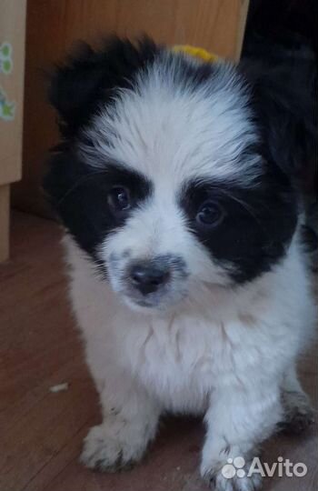 Собака, в добрые руки,щенок, девочка, примерно 3м