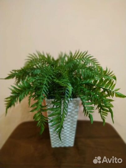 Искусственное дерево папоротник,композиция в кашпо