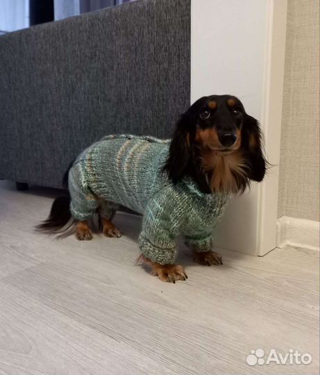 Комбенизон /свитер на таксу