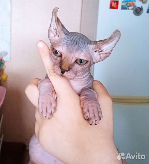 Канадский сфинкс котенок