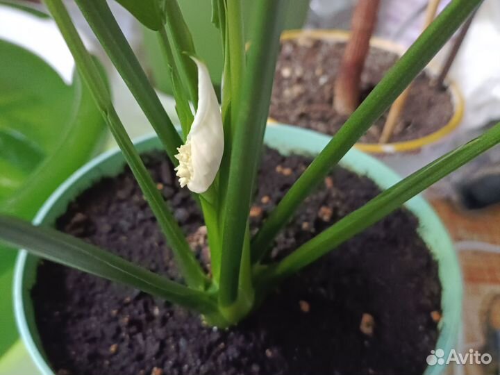 Спатифиллум