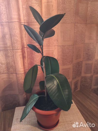 Фикус каучуконосный Робуста
