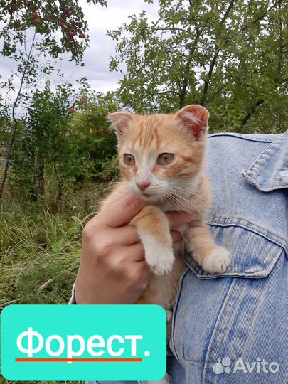 Котята в добрые руки даром