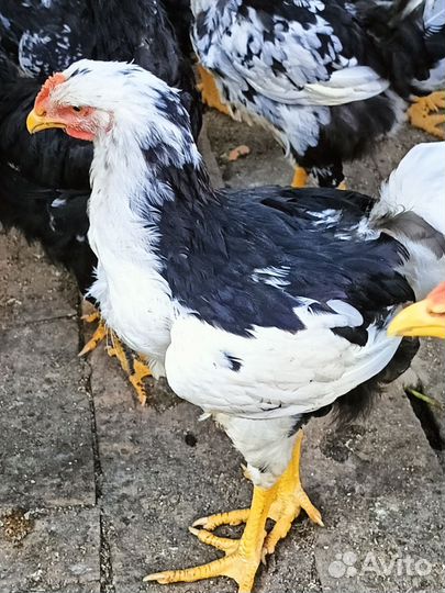 Ливенские ситцевые петушки