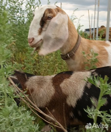 Англо нубийские козы и козлята