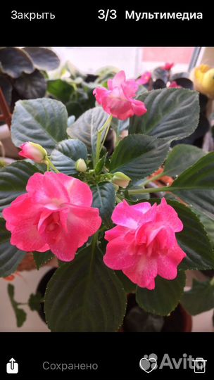 Комнатные цветы