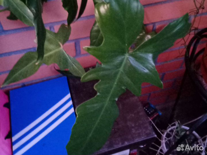 Клеродентум,обовата вар.,сциндапаус,филодендрон