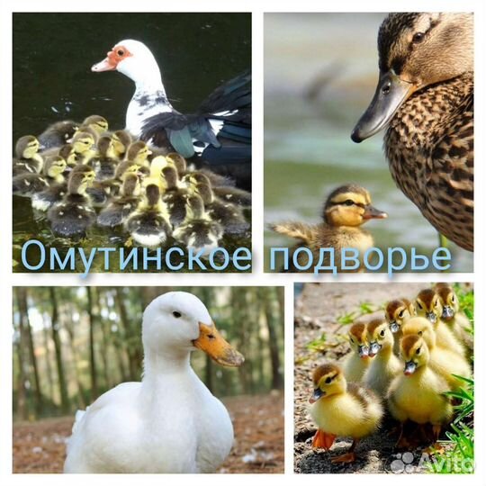 Утки, индоутки, гуси