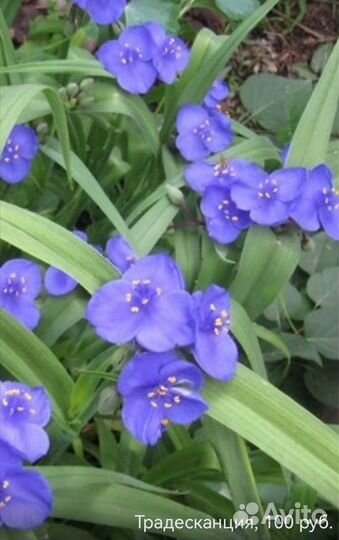 Продам многолетние растения из сада