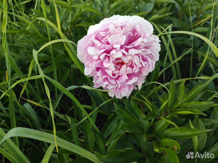 Пион Сара Бернар саженцы