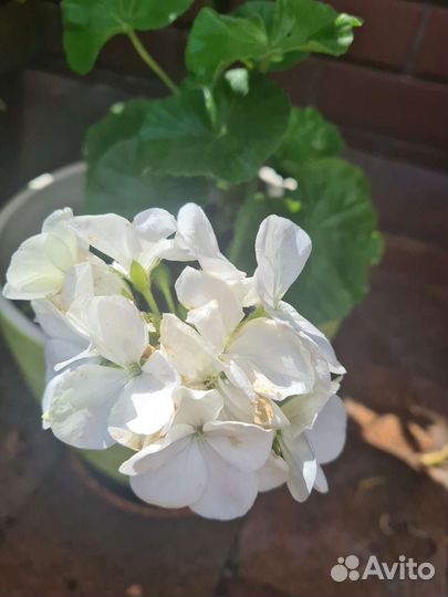 Пеларгония зональная 